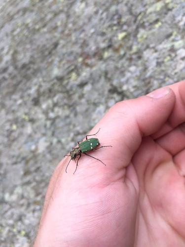 Tiger Beetle Identification Guide