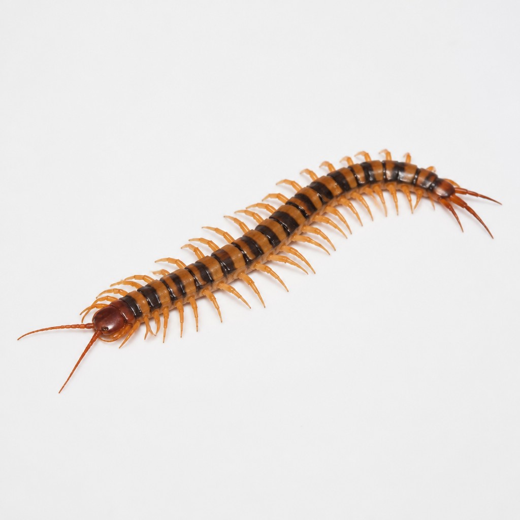Tiger Centipede