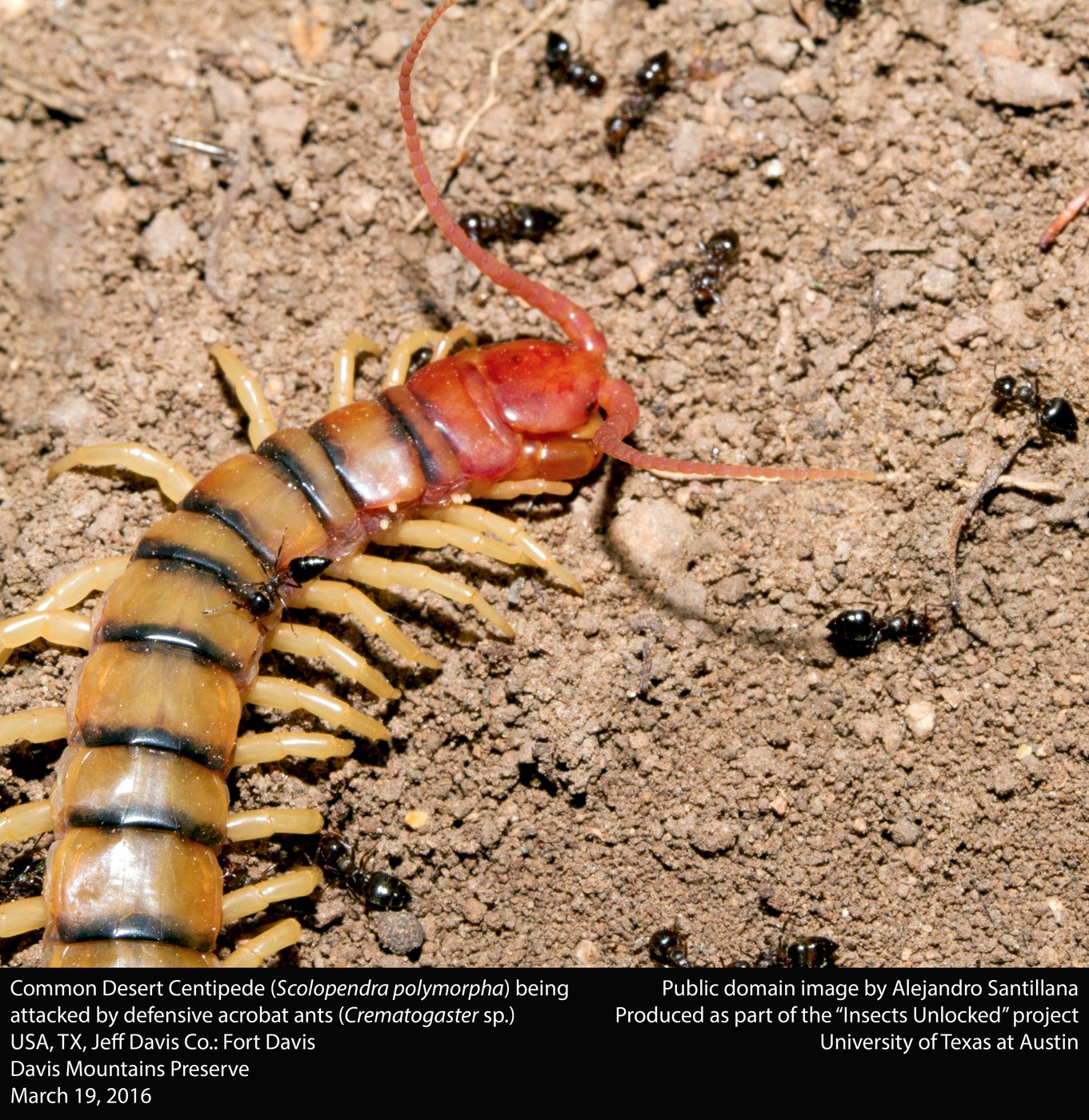 Tiger Centipede