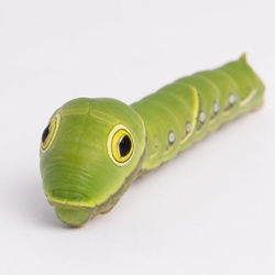 Tiger Swallowtail Caterpillar Identification Guide