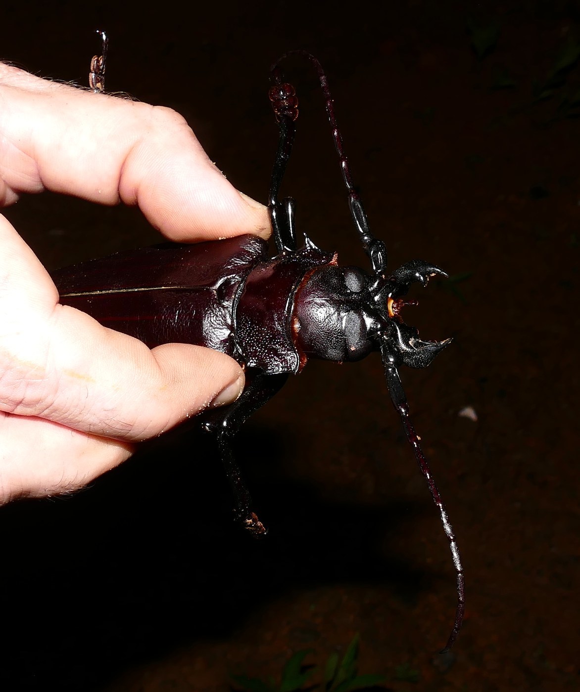 Titan Beetle