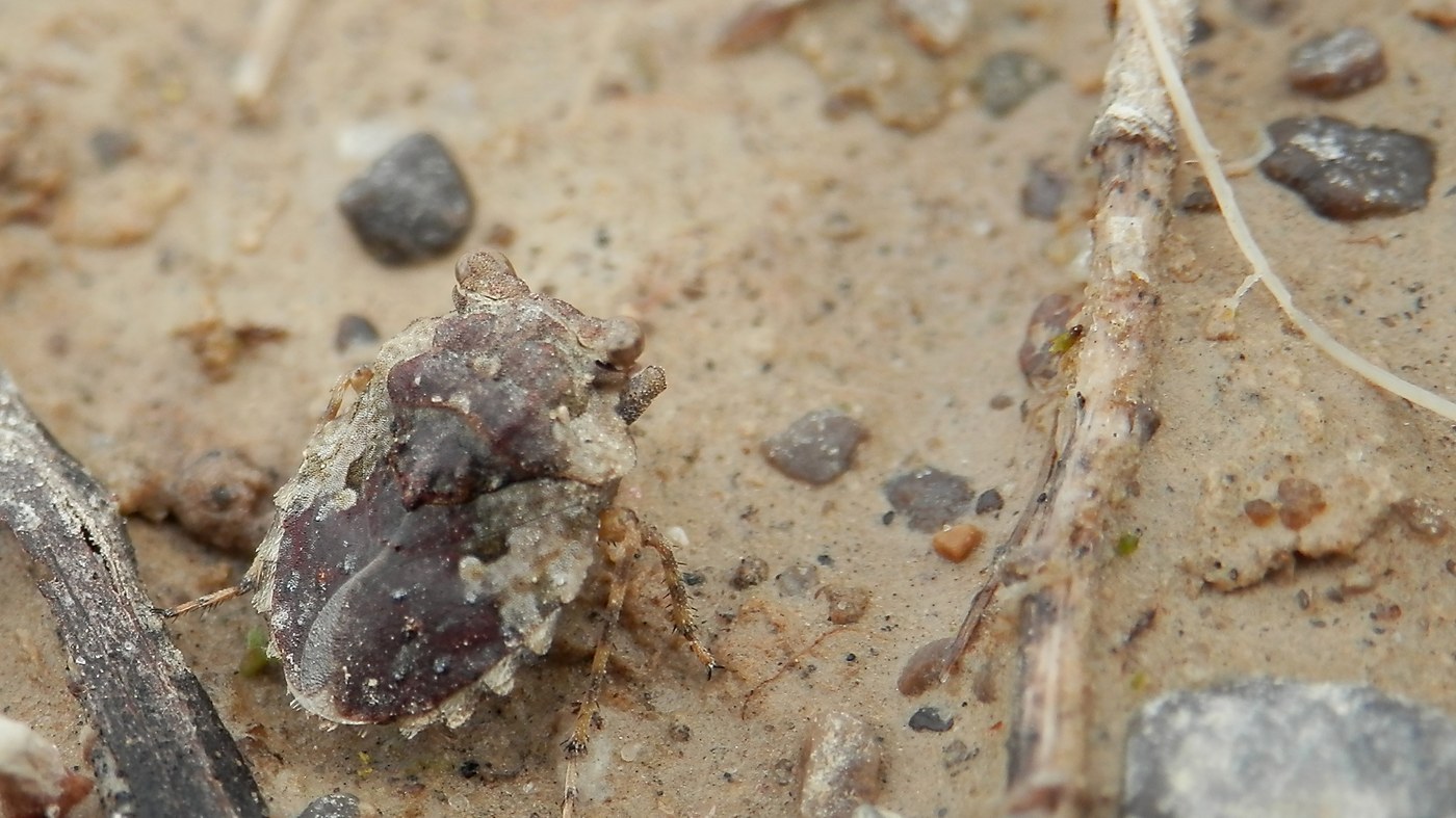 Toad Bug