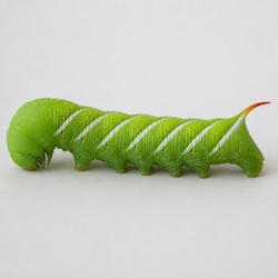 Tobacco Hornworm Identification Guide