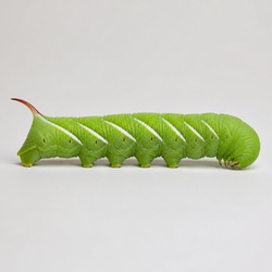 Tomato Hornworm Identification Guide