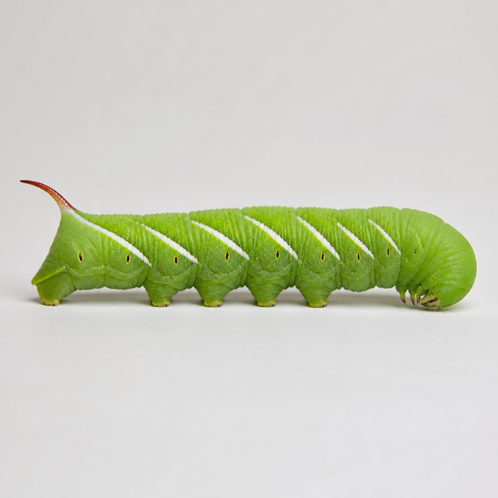Tomato Hornworm