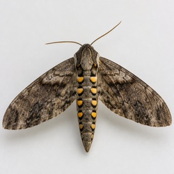 Tomato Hornworm Moth (Five-spotted Hawkmoth) Identification Guide