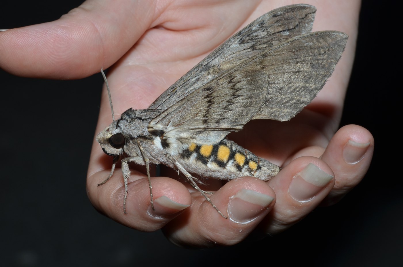 Tomato Hornworm Moth (Five-spotted Hawkmoth)