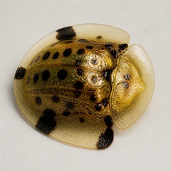 Tortoise Beetle Identification Guide