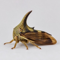 Treehopper Identification Guide