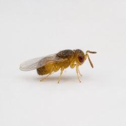 Trichogramma Wasp Identification Guide