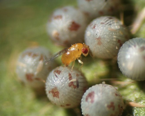 Trichogramma Wasp Identification Guide