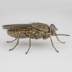 Tsetse Fly Identification Guide