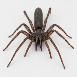 Tube-web Spider Identification Guide