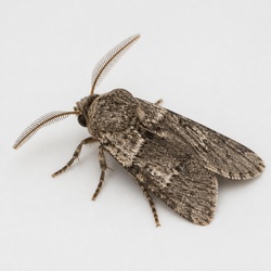 Tussock Moth Identification Guide
