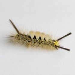 Tussock Moth Caterpillar Identification Guide