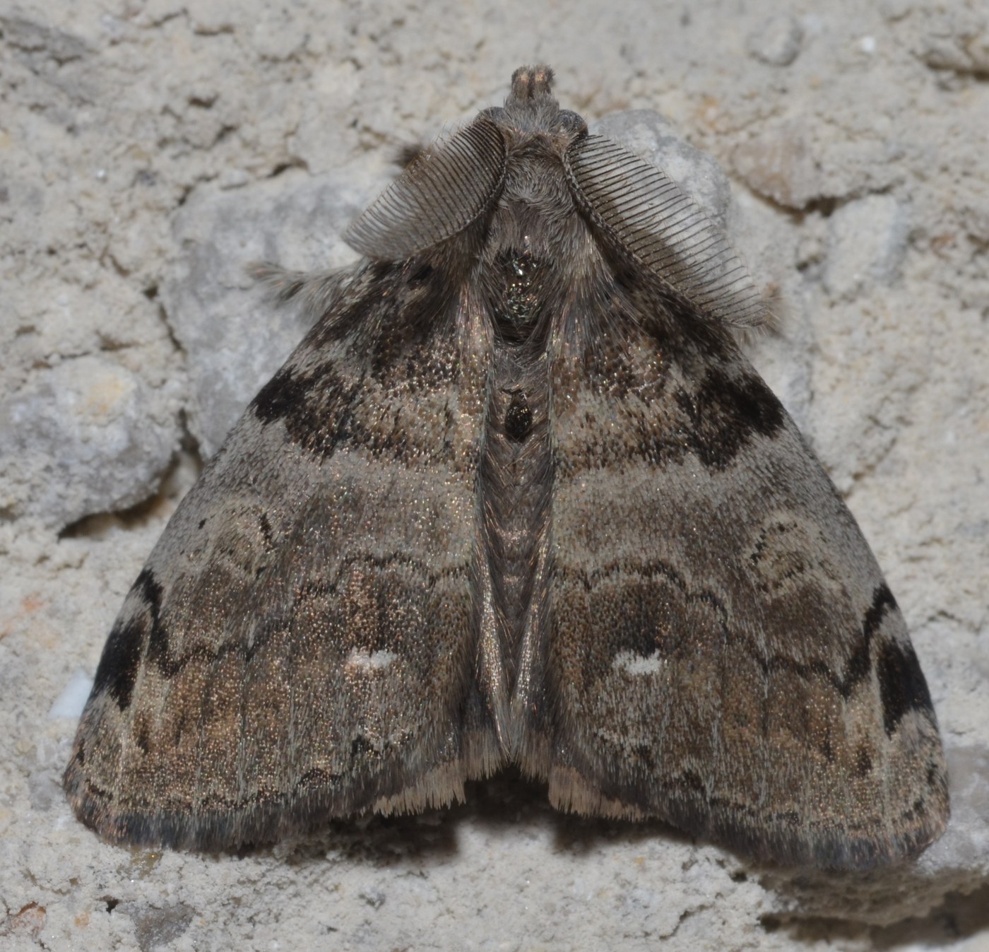 Tussock Moth