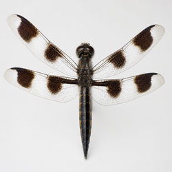 Twelve-spotted Skimmer Identification Guide