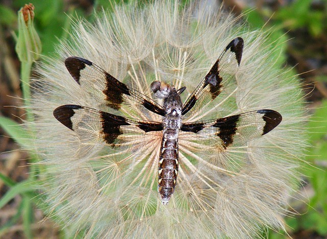 Twelve-spotted Skimmer