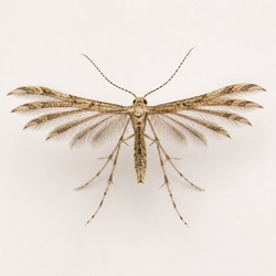 Twenty-plume Moth Identification Guide
