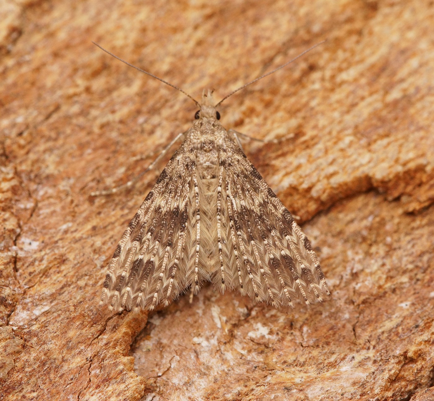 Twenty-plume Moth