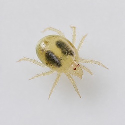 Two-Spotted Spider Mite Identification Guide