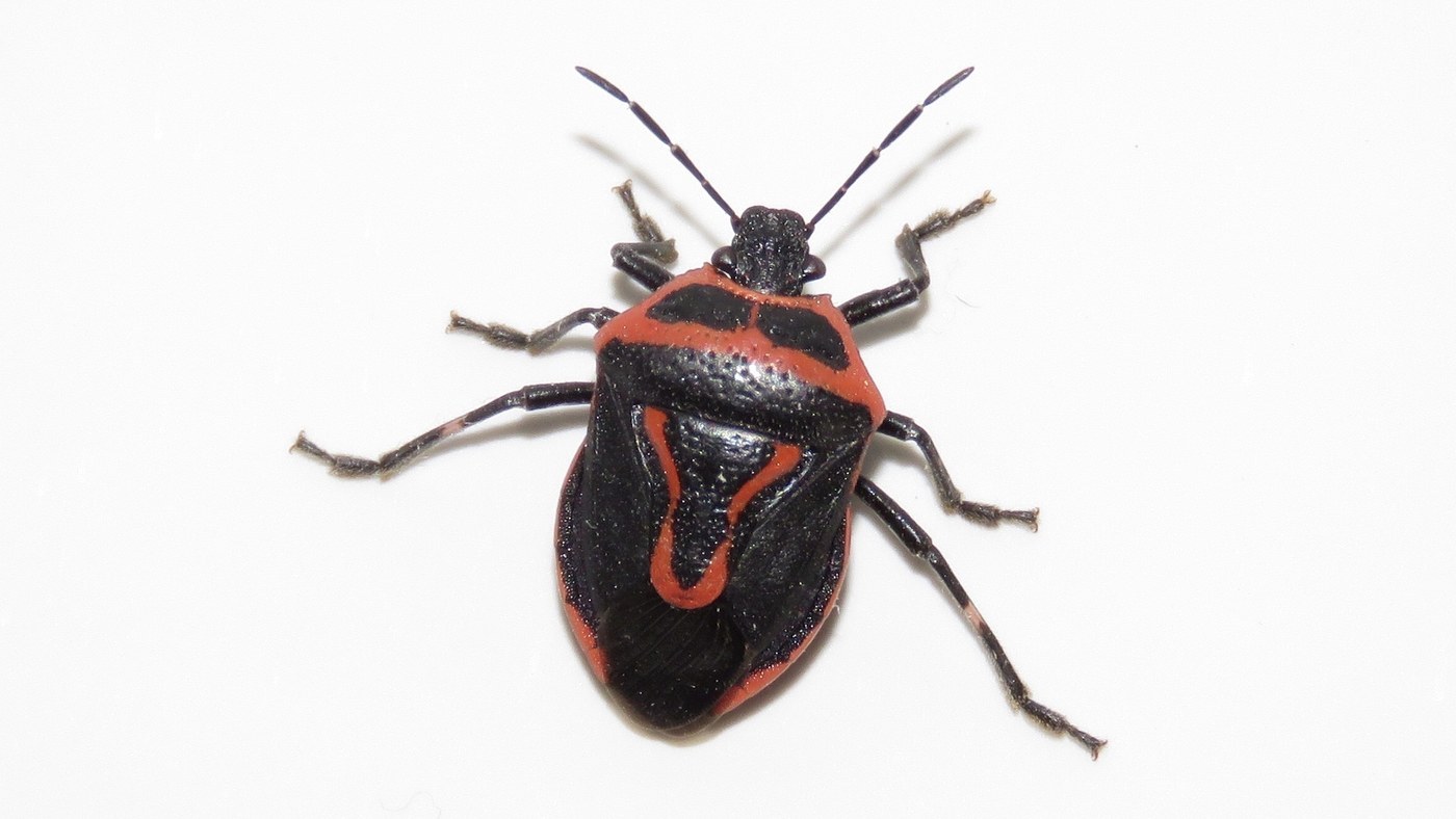 Two-Spotted Stink Bug