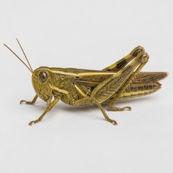 Two-striped Grasshopper Identification Guide