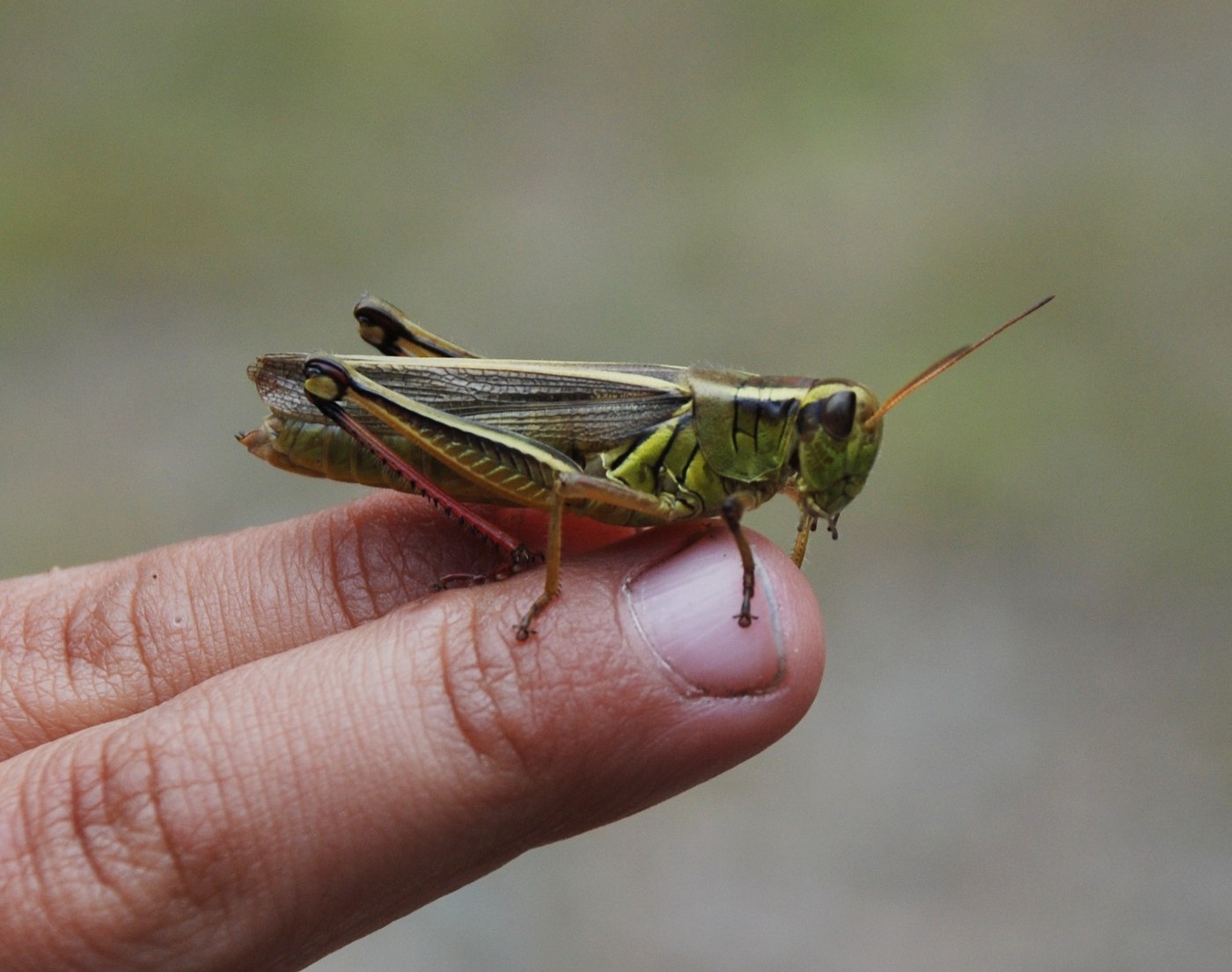 Two-striped Grasshopper