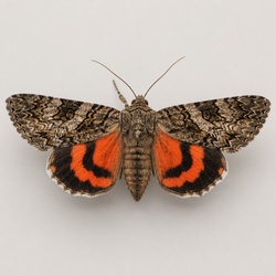 Underwing Moth Identification Guide