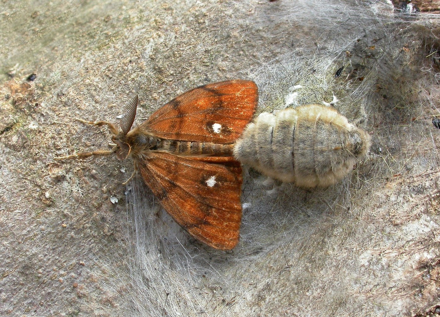 Vapourer Moth