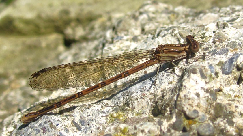 Variable Dancer