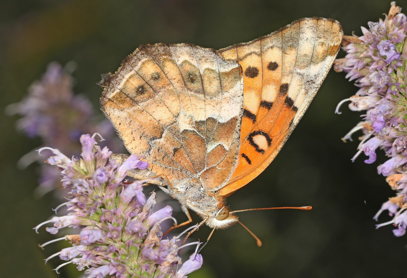 Variegated Fritillary