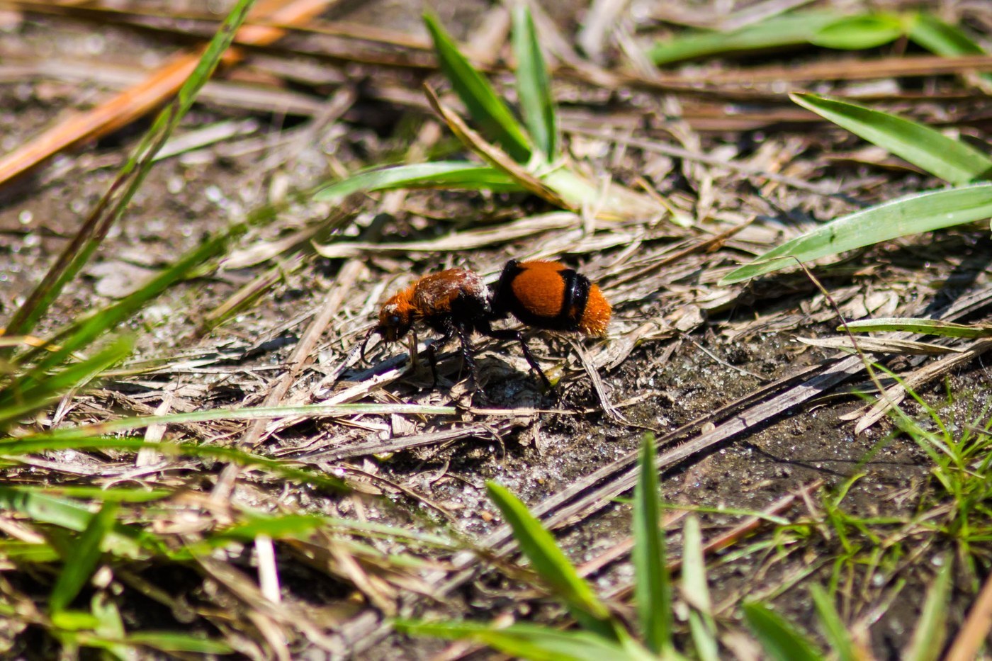 Velvet Ant