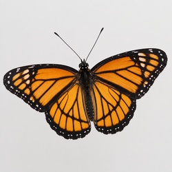 Viceroy Butterfly Identification Guide