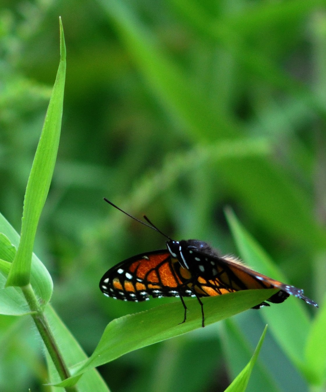 Viceroy Butterfly