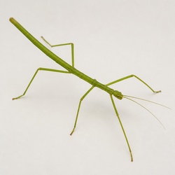 Vietnamese Walking Stick Identification Guide