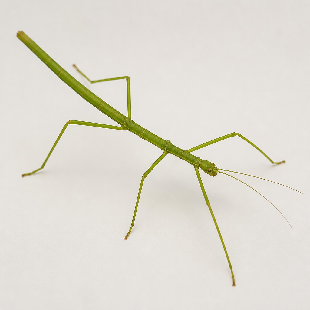Vietnamese Walking Stick
