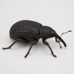 Vine Weevil Identification Guide