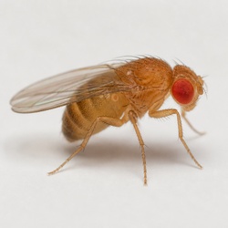 Vinegar Fly Identification Guide