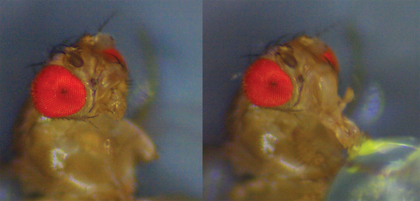 Vinegar Fly