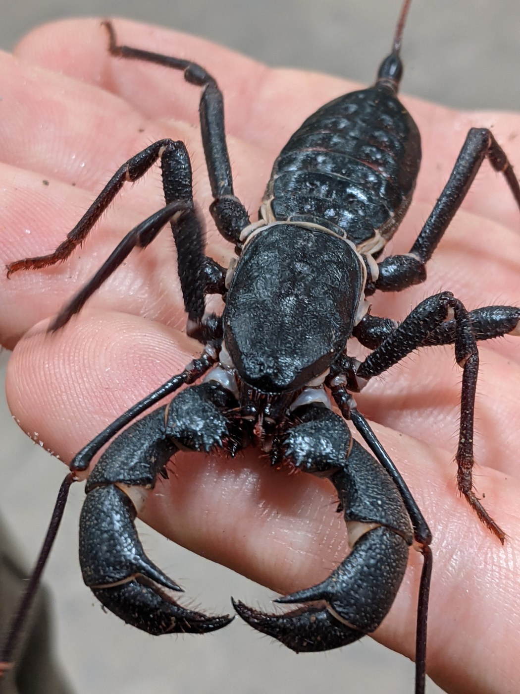 Vinegaroon