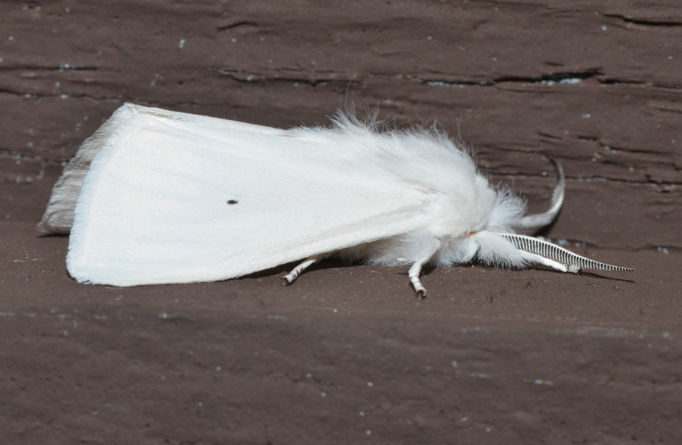 Virginia Tiger Moth