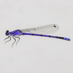 Vivid Dancer Identification Guide
