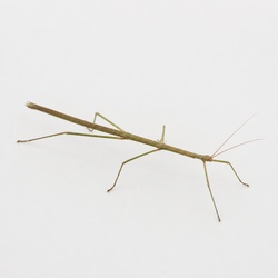Walking Stick Identification Guide
