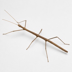 Walking Stick Insect Identification Guide