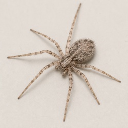 Wall Spider Identification Guide