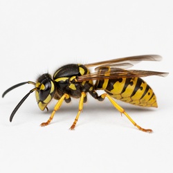 Wasp Identification Guide