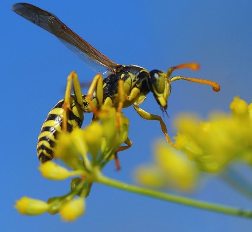 Wasp Identification Guide