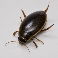 Water Beetle Identification Guide