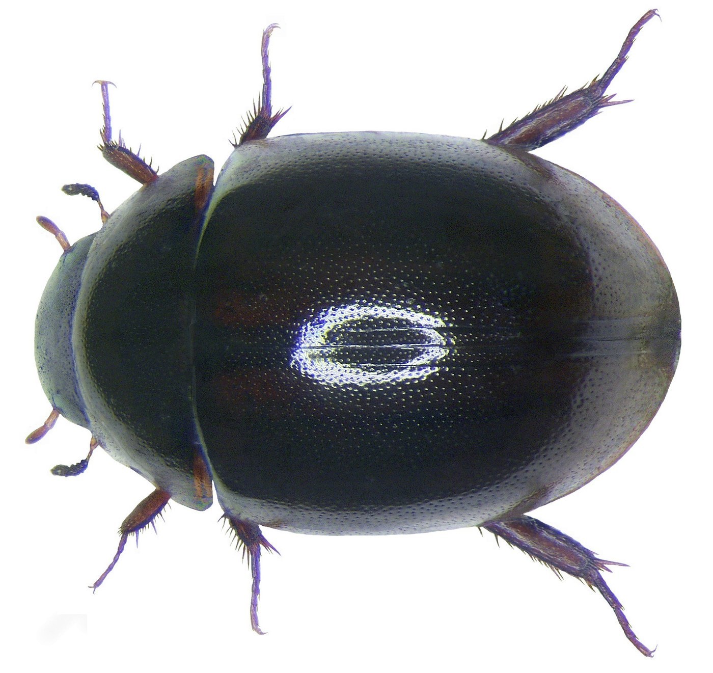 Water Beetle